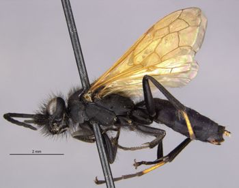 Media type: image;   Entomology 33490 Aspect: habitus lateral view